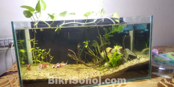 Planted Aquarium